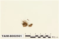 藏品(叢苔科)的圖片